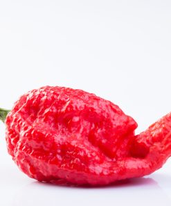 Piment Scorpion Apocalypse