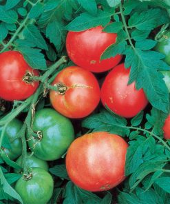 Tomate Arkansas Traveler