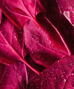 Arroche des Jardins Rouge Magenta