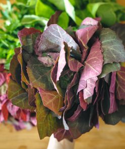 Arroche des Jardins Mix  Aurora