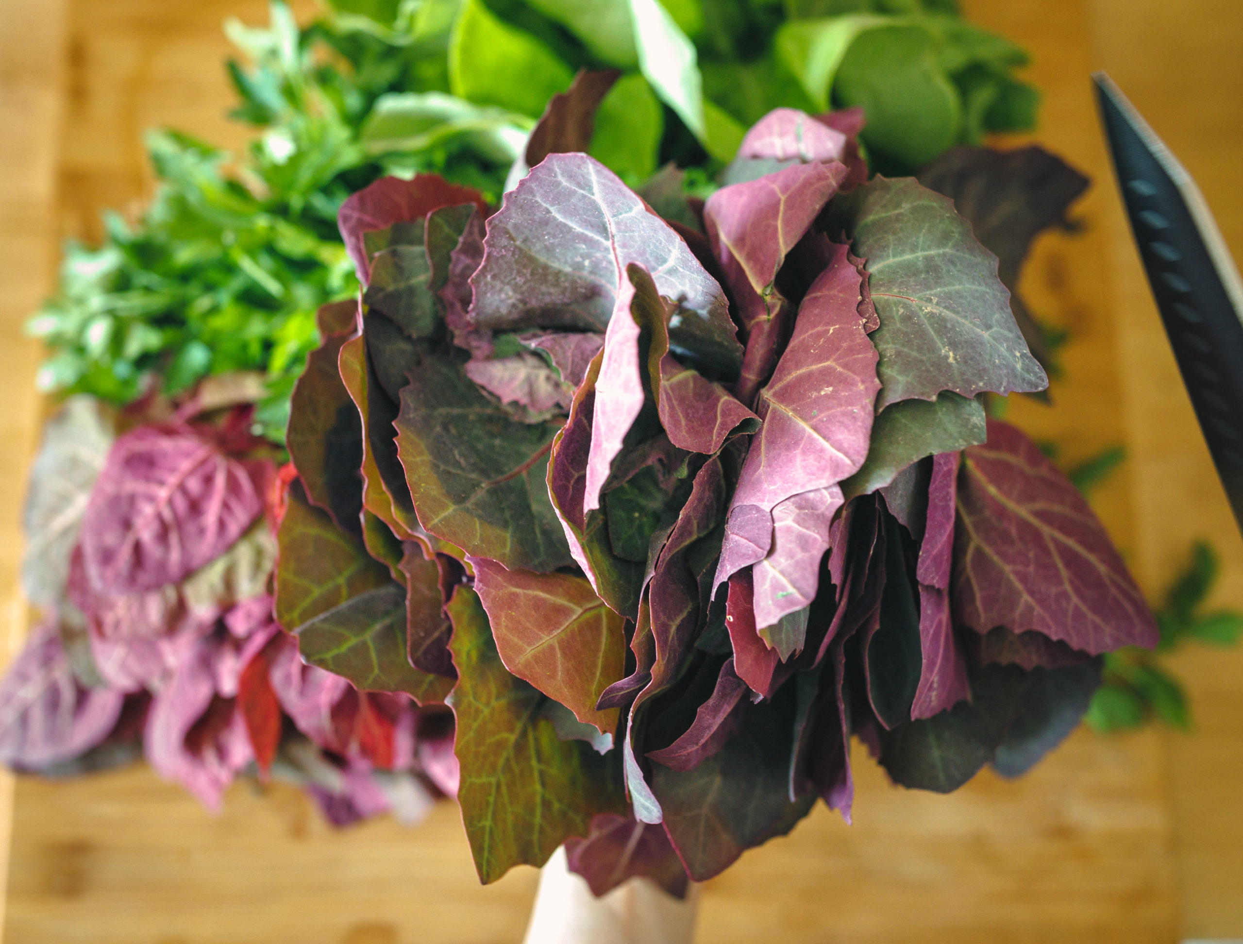 Arroche des Jardins Mix Aurora