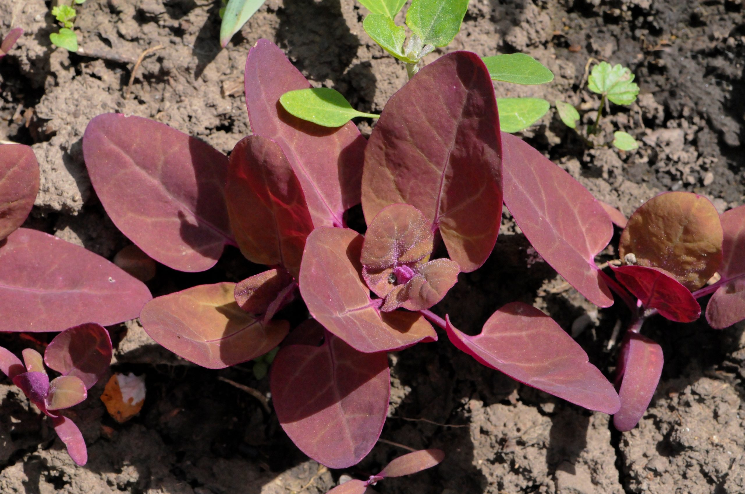 Arroche des Jardins Rouge Magenta – Image 2