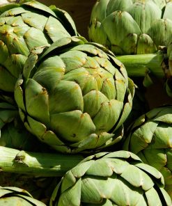 Artichaut Globe Vert