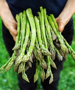 Asperge Mary Washington