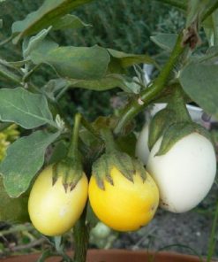 Aubergine d&rsquo;intérieur Œuf doré