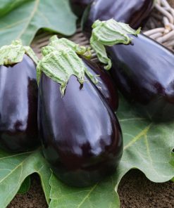 Aubergine Bonica F1