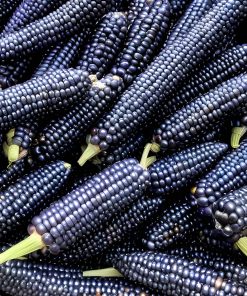 Maïs Mini Blue Popcorn