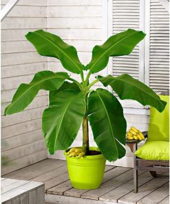 Bananier Tropical d&rsquo;intérieur