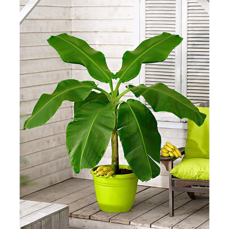 Bananier Tropical d’intérieur