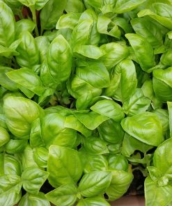 Basilic Sweet Genovese