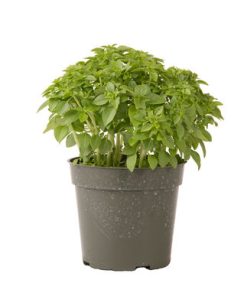 Basilic Mini Piccolino