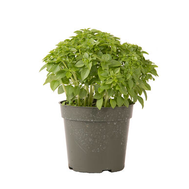 Basilic Mini Piccolino