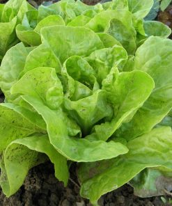 Bébé Laitue Dragoon OG