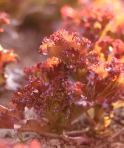 Bébé Laitue Frisée Rouge