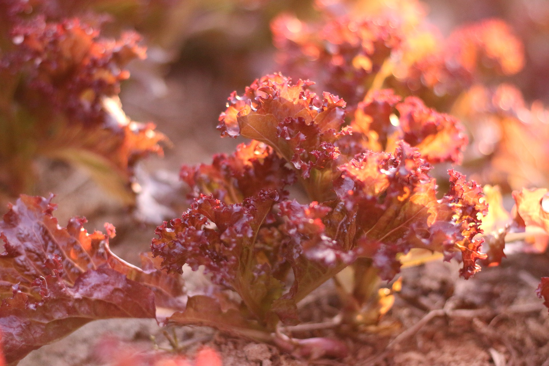 Bébé Laitue Frisée Rouge