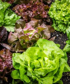 Bébé Laitue Mix Vitamine