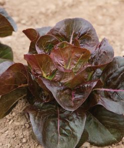 Bébé laitue Rosaine