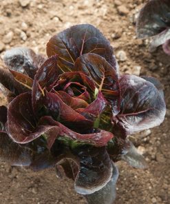 Bébé laitue Truchas OG