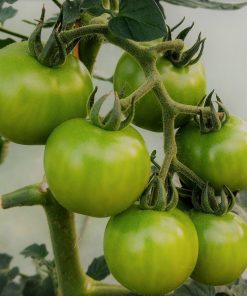 Micro Tomate Nain de Jardin