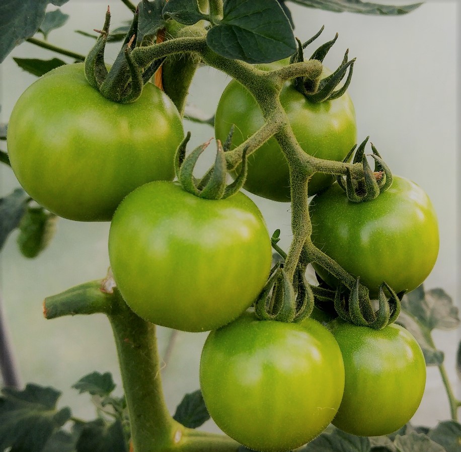 Micro Tomate Nain de Jardin