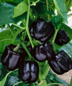 Poivron Black Horse XL