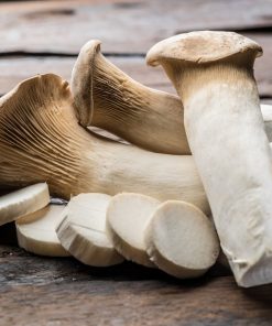 Champignon Royal Oyster