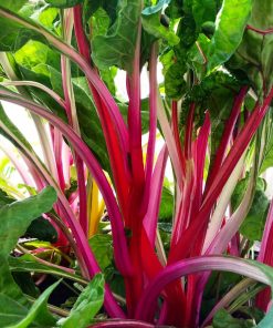 Bette à Carde Magenta