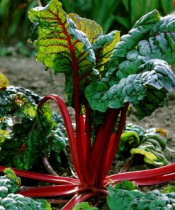 Bette a carde Crimson Red