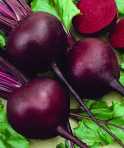Betterave Dark Red