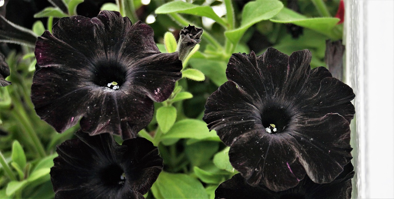 Pétunia Velours Noir – Image 2
