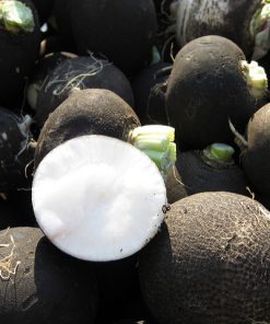 Radis Black Women ERA