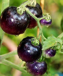 Micro Tomate Inkspot