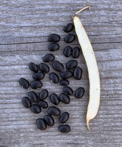 Haricot Black Turtle