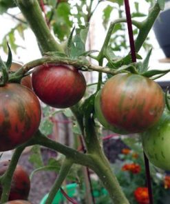 Tomate Vernissage Noir