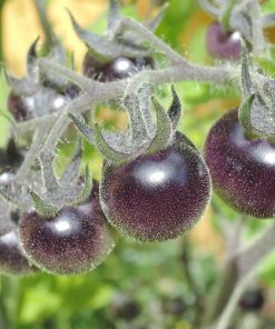 Micro Tomate Blaue Zimmer