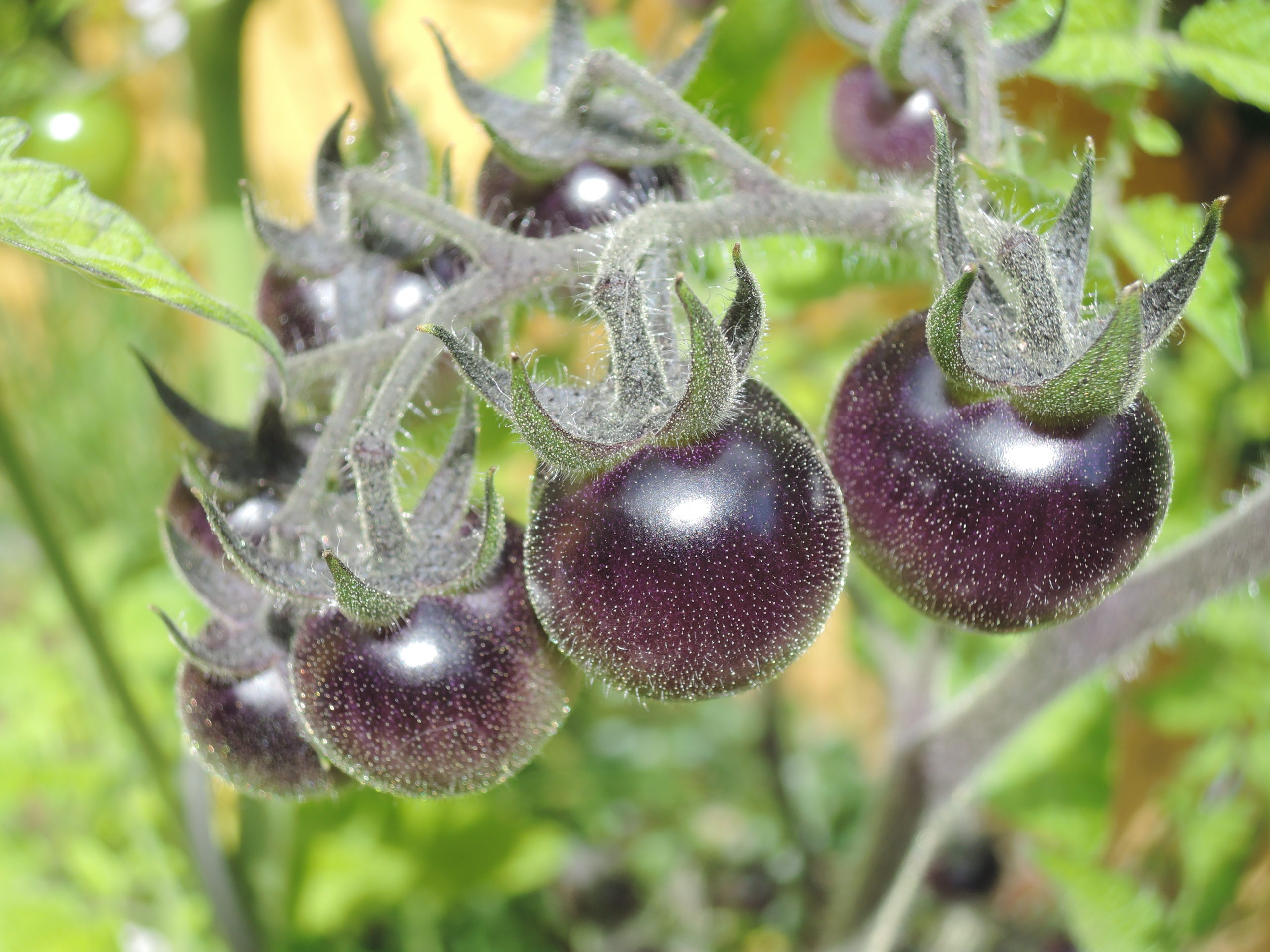 Micro Tomate Blaue Zimmer