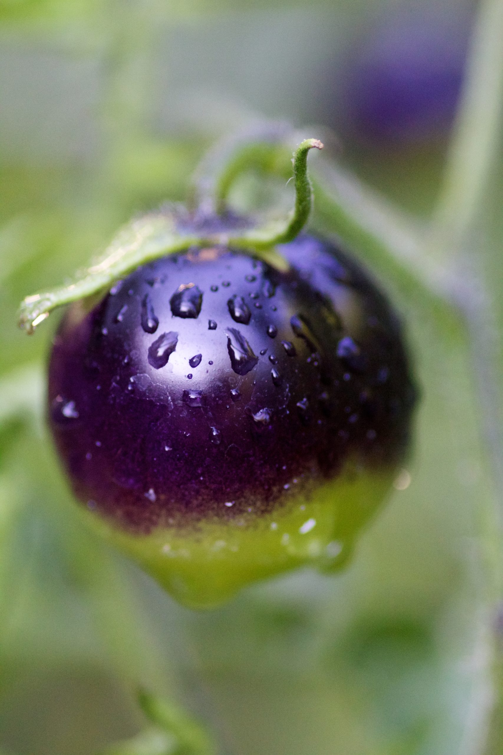 Micro Tomate Blaue Zimmer – Image 2