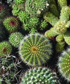 Cactus Mix