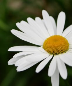 Camomille Géante (grandiflora)