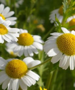Camomille Matricaire