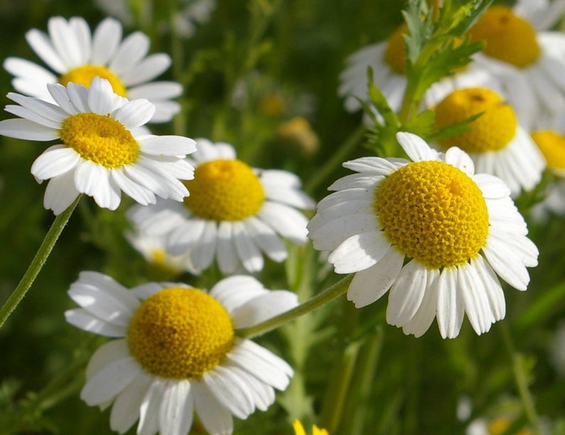 Camomille Matricaire