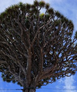 Arbre Dragon (dracena draco)