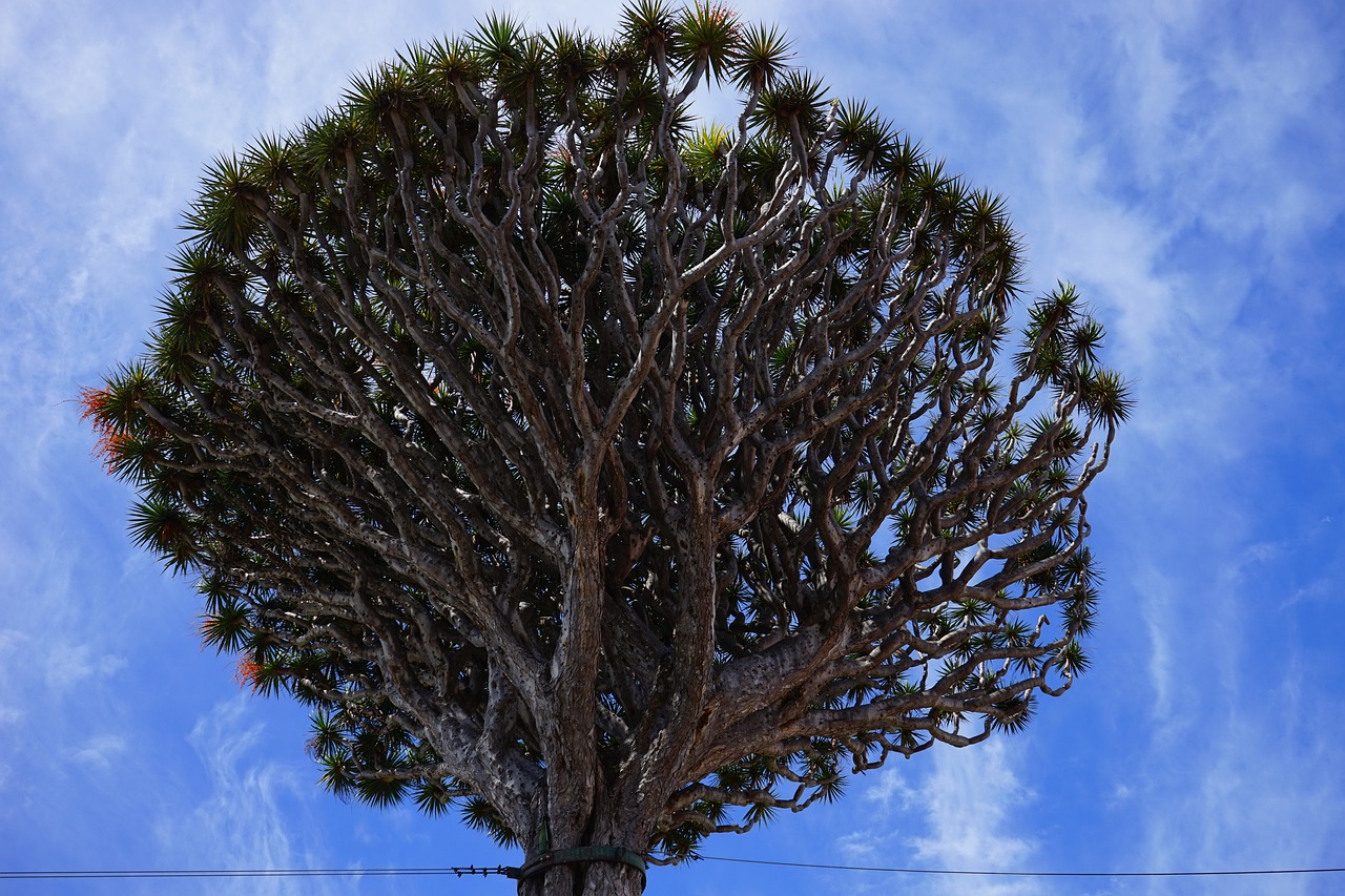 Arbre Dragon (dracena draco)