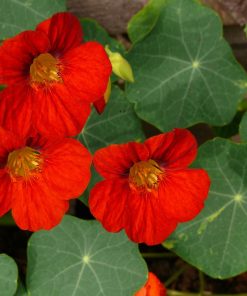 Capucine Impératrice d&rsquo;Inde