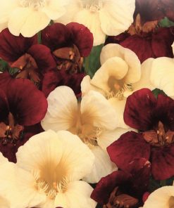 Capucine Lumière et Ténèbres