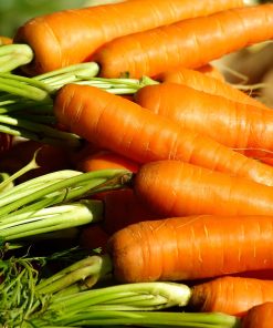 Carotte Nantes Bolero