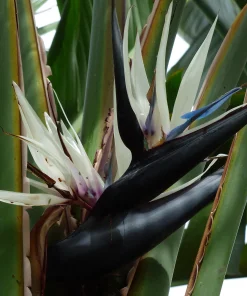 Oiseau du Paradis Géant Blanc