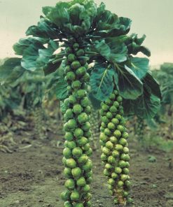 Choux de Bruxelles Hercule