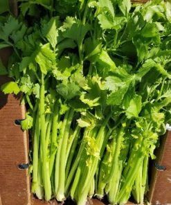 Céleri Chinois Jaune