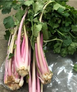 Céleri Chinois Rose